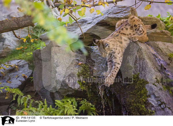 Eurasischer Luchs / Eurasian Lynx / PW-14135