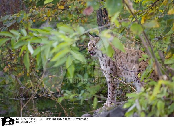 Eurasischer Luchs / Eurasian Lynx / PW-14149