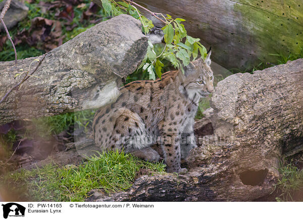 Eurasischer Luchs / Eurasian Lynx / PW-14165