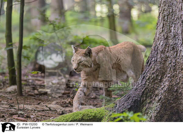 Eurasische Luchse / Eurasian Lynxes / PW-15200