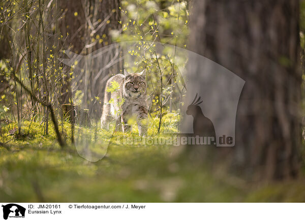 Eurasischer Luchs / Eurasian Lynx / JM-20161