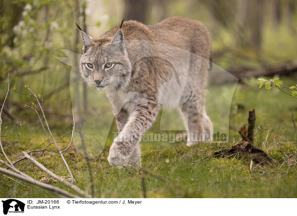 Eurasischer Luchs / Eurasian Lynx / JM-20166