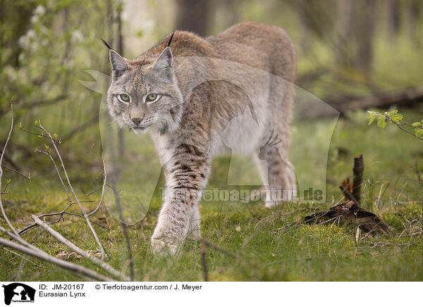 Eurasischer Luchs / Eurasian Lynx / JM-20167