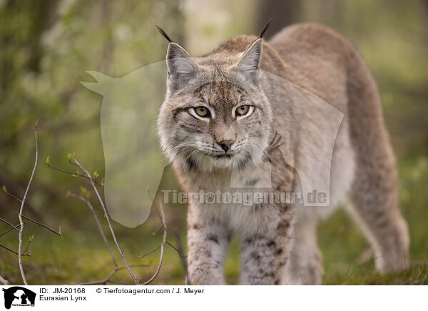 Eurasischer Luchs / Eurasian Lynx / JM-20168