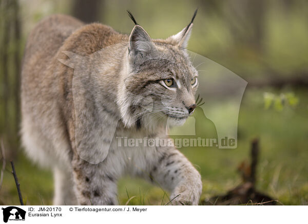 Eurasischer Luchs / Eurasian Lynx / JM-20170