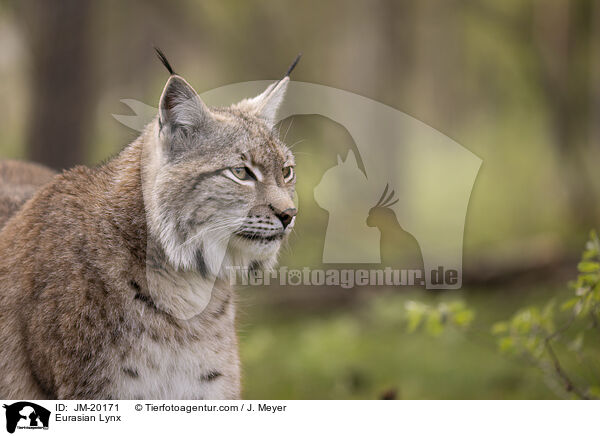 Eurasischer Luchs / Eurasian Lynx / JM-20171