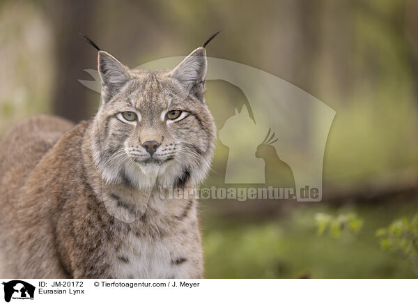 Eurasischer Luchs / Eurasian Lynx / JM-20172