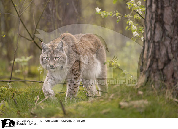 Eurasischer Luchs / Eurasian Lynx / JM-20174