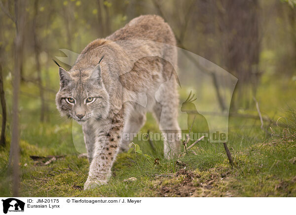 Eurasischer Luchs / Eurasian Lynx / JM-20175