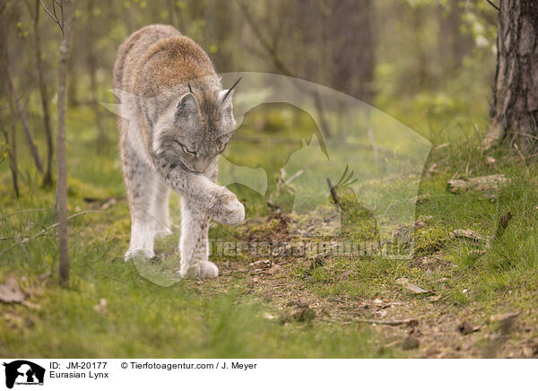 Eurasischer Luchs / Eurasian Lynx / JM-20177