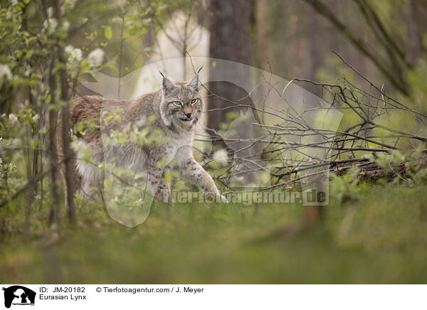 Eurasischer Luchs / Eurasian Lynx / JM-20182