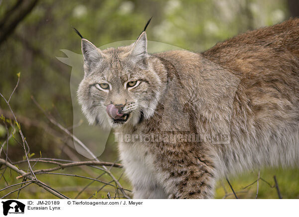 Eurasischer Luchs / Eurasian Lynx / JM-20189