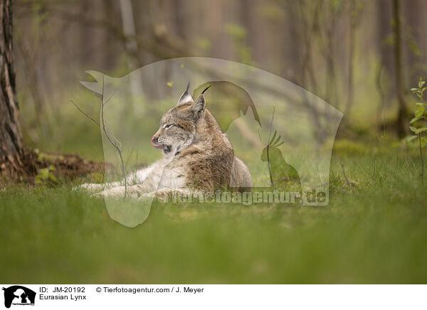 Eurasischer Luchs / Eurasian Lynx / JM-20192