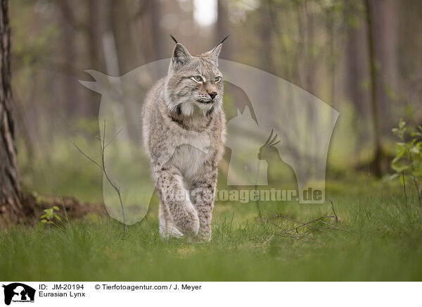 Eurasischer Luchs / Eurasian Lynx / JM-20194