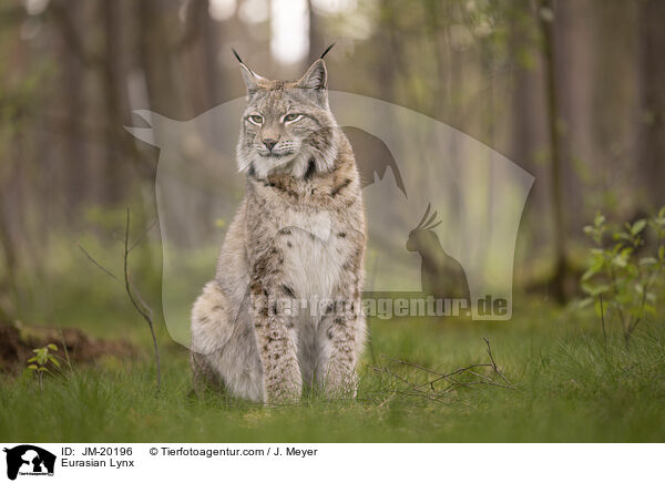 Eurasischer Luchs / Eurasian Lynx / JM-20196