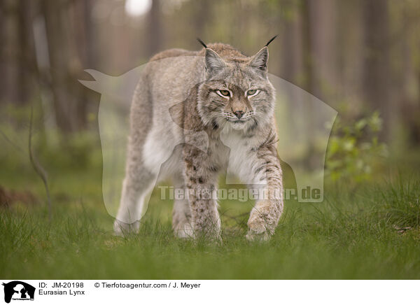 Eurasischer Luchs / Eurasian Lynx / JM-20198