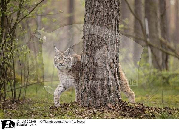 Eurasischer Luchs / Eurasian Lynx / JM-20206