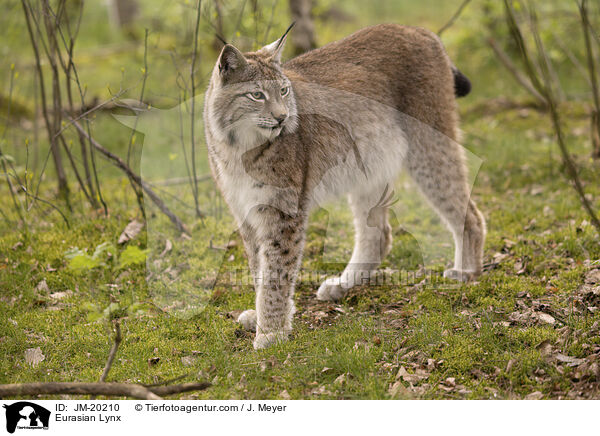 Eurasischer Luchs / Eurasian Lynx / JM-20210