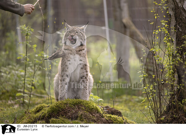 Eurasischer Luchs / Eurasian Lynx / JM-20215