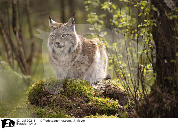 Eurasischer Luchs / Eurasian Lynx / JM-20218