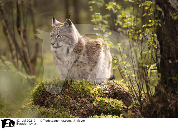 Eurasischer Luchs / Eurasian Lynx / JM-20219