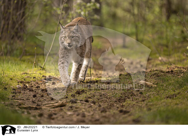 Eurasischer Luchs / Eurasian Lynx / JM-20221