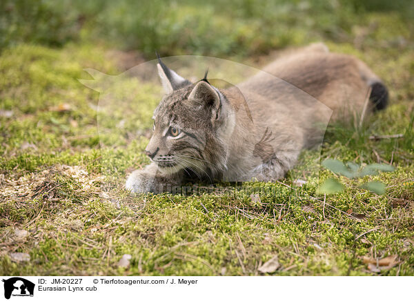 Eurasischer Luchswelpe / Eurasian Lynx cub / JM-20227