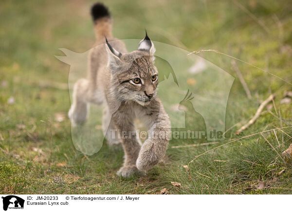 Eurasischer Luchswelpe / Eurasian Lynx cub / JM-20233