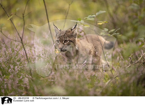 Eurasischer Luchswelpe / Eurasian Lynx cub / JM-20239