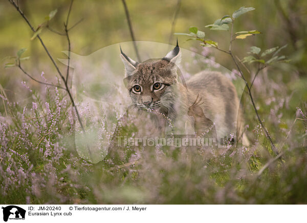 Eurasischer Luchswelpe / Eurasian Lynx cub / JM-20240