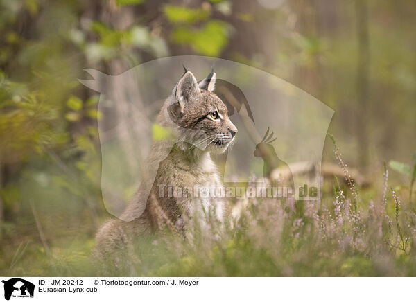 Eurasischer Luchswelpe / Eurasian Lynx cub / JM-20242