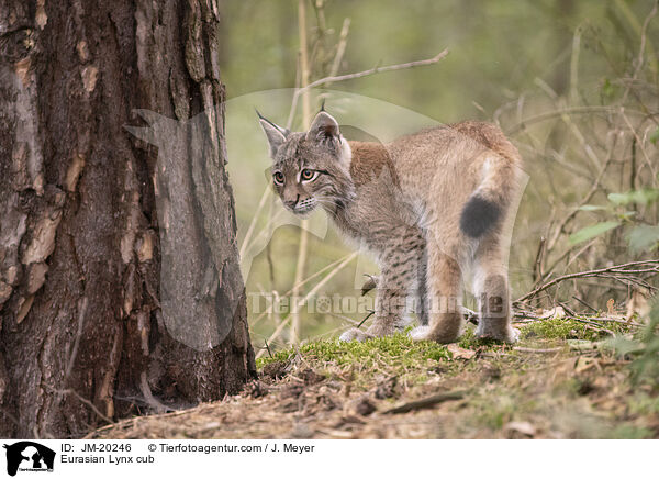 Eurasischer Luchswelpe / Eurasian Lynx cub / JM-20246