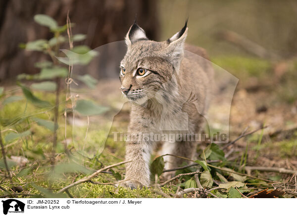 Eurasischer Luchswelpe / Eurasian Lynx cub / JM-20252