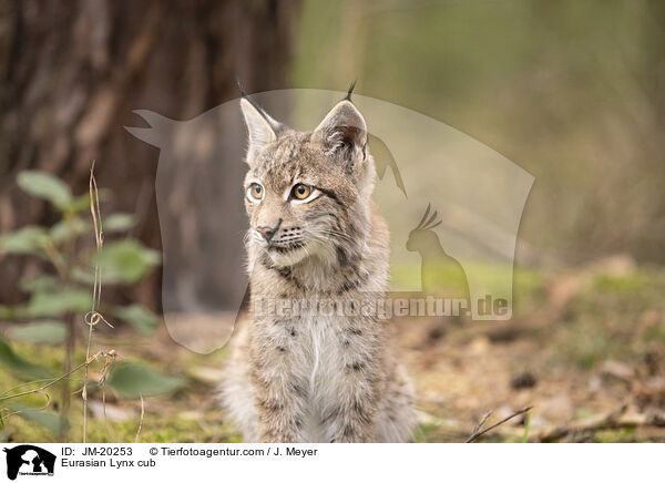 Eurasischer Luchswelpe / Eurasian Lynx cub / JM-20253