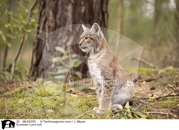 Eurasischer Luchswelpe / Eurasian Lynx cub / JM-20255