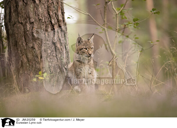 Eurasischer Luchswelpe / Eurasian Lynx cub / JM-20259