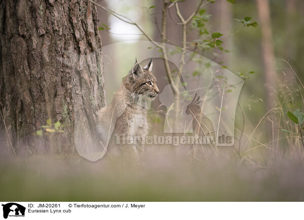 Eurasischer Luchswelpe / Eurasian Lynx cub / JM-20261