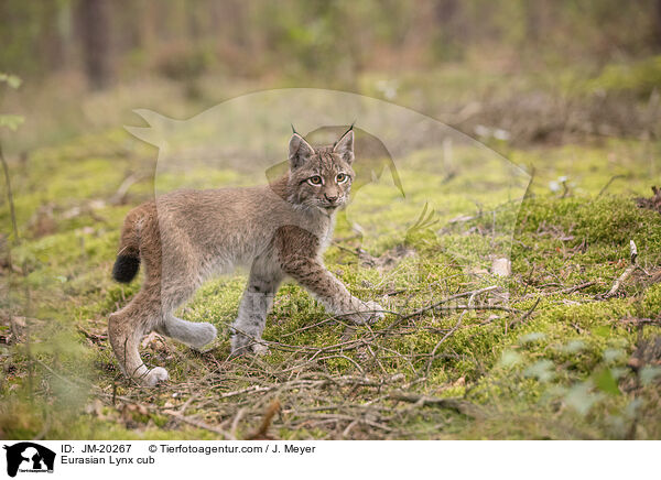 Eurasischer Luchswelpe / Eurasian Lynx cub / JM-20267