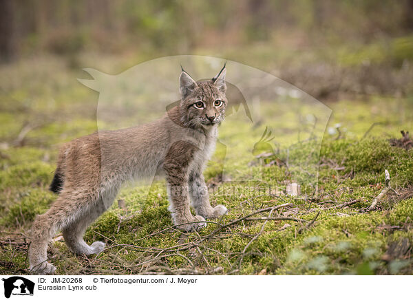 Eurasischer Luchswelpe / Eurasian Lynx cub / JM-20268
