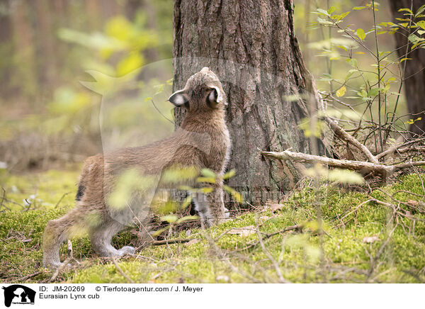 Eurasischer Luchswelpe / Eurasian Lynx cub / JM-20269