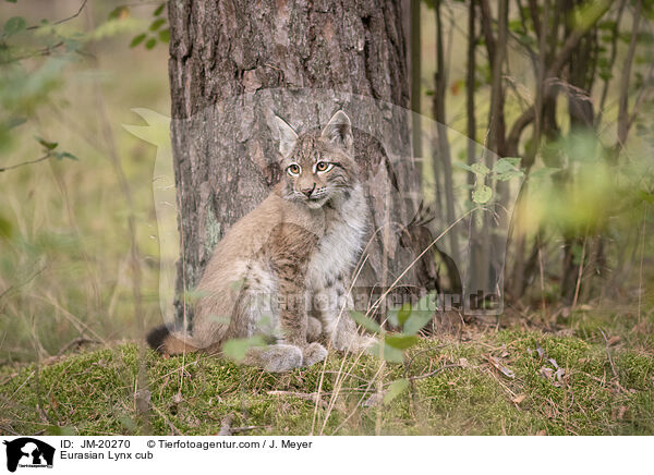 Eurasischer Luchswelpe / Eurasian Lynx cub / JM-20270