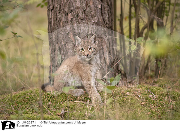 Eurasischer Luchswelpe / Eurasian Lynx cub / JM-20271