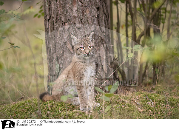 Eurasischer Luchswelpe / Eurasian Lynx cub / JM-20272