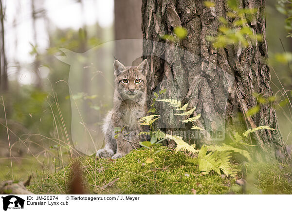 Eurasischer Luchswelpe / Eurasian Lynx cub / JM-20274