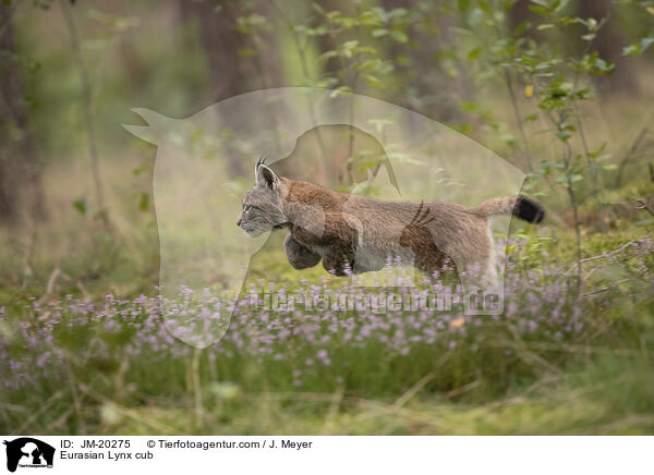 Eurasischer Luchswelpe / Eurasian Lynx cub / JM-20275