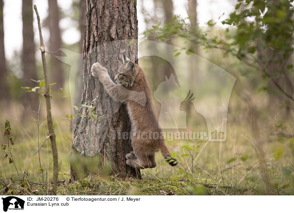 Eurasischer Luchswelpe / Eurasian Lynx cub / JM-20276