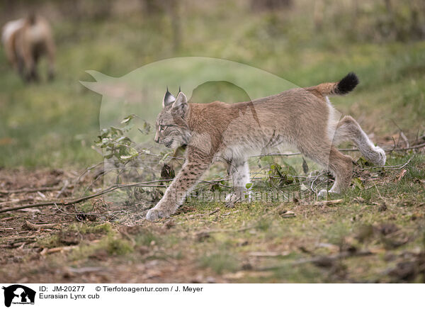 Eurasischer Luchswelpe / Eurasian Lynx cub / JM-20277