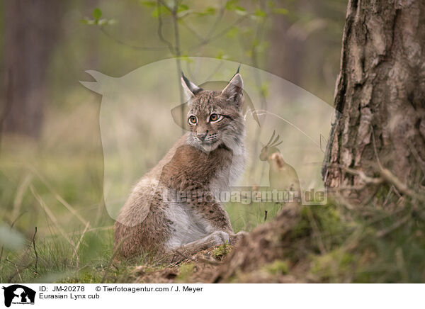 Eurasischer Luchswelpe / Eurasian Lynx cub / JM-20278