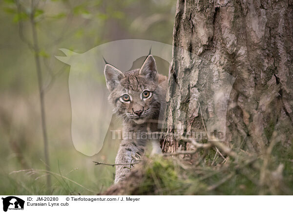 Eurasischer Luchswelpe / Eurasian Lynx cub / JM-20280