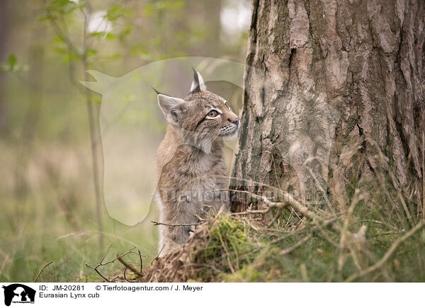 Eurasischer Luchswelpe / Eurasian Lynx cub / JM-20281
